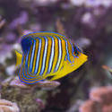 1248-royal_angel_fish_2208.jpg