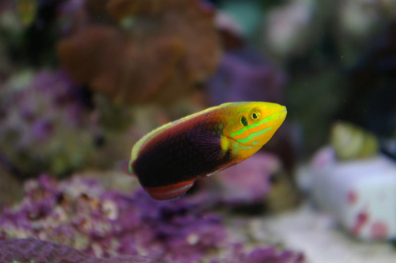 colourful saltwater tropical fish