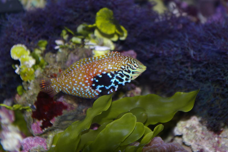 colourful saltwater tropical fish