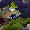 1212-saltwater_tropical_fish_0225.JPG