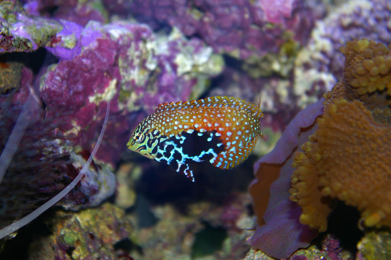 colourful saltwater tropical fish