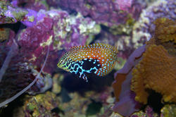 1214-saltwater_tropical_fish_0376.JPG