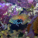 1214-saltwater_tropical_fish_0376.JPG