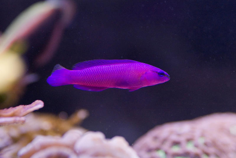 colourful saltwater tropical fish