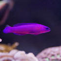 1252-saltwater_tropical_fish_1424.jpg