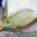 1215-saltwater_tropical_fish_2136.jpg