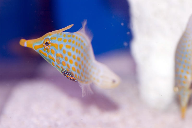 colourful saltwater tropical fish