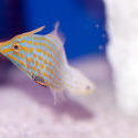 1216-saltwater_tropical_fish_2137.jpg