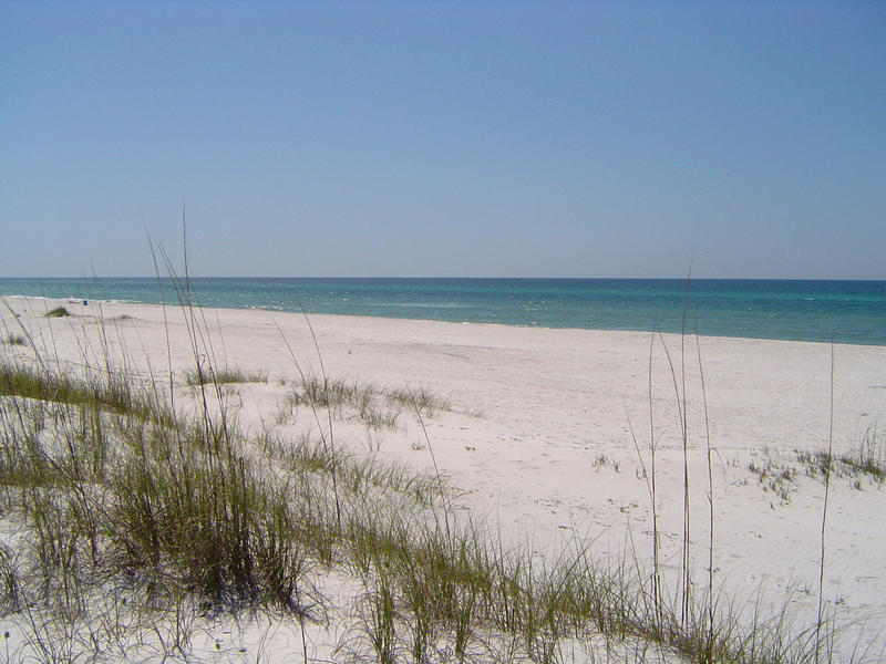 a long sandy beach and dune grasses