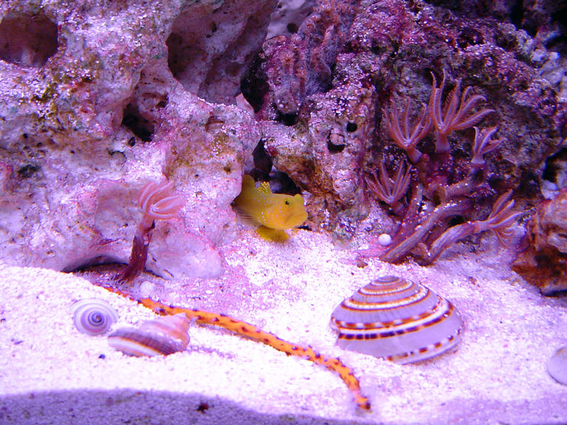 a selection of shells in an aquarium