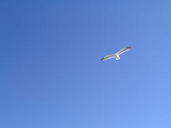 940-seagulls