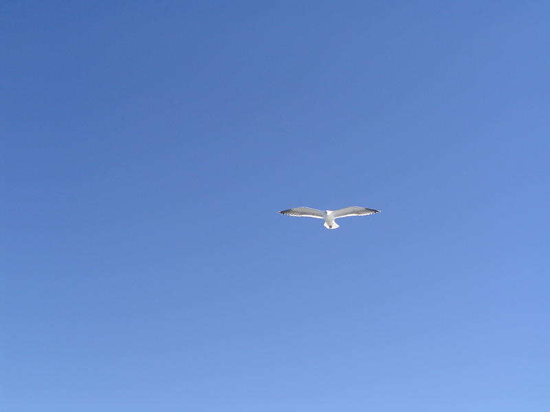 blue sky and coastal birds