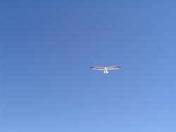 941-seagulls