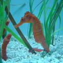 529-seahorse_147.jpg