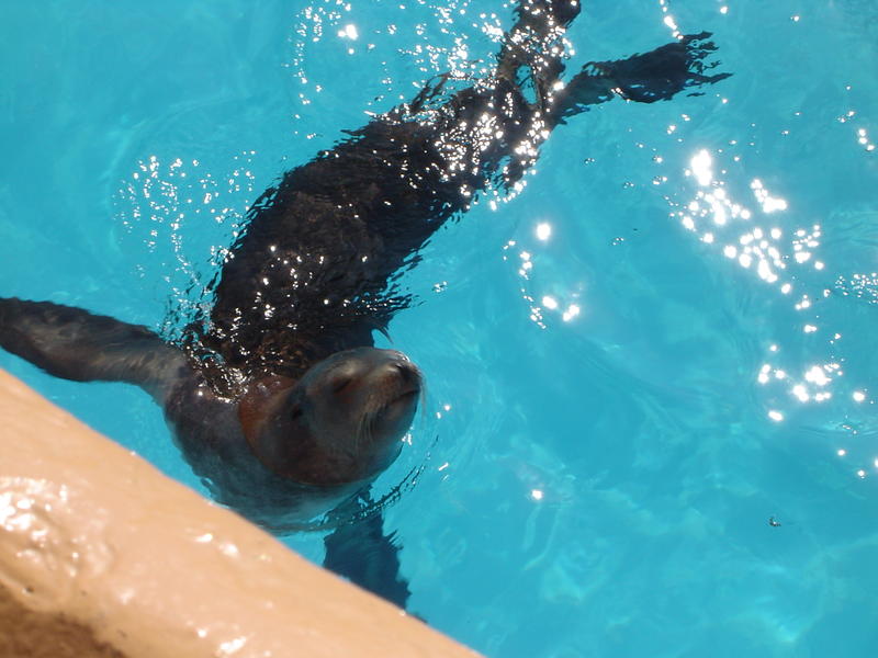 a seal in blue water