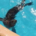 668-seal_water163.jpg