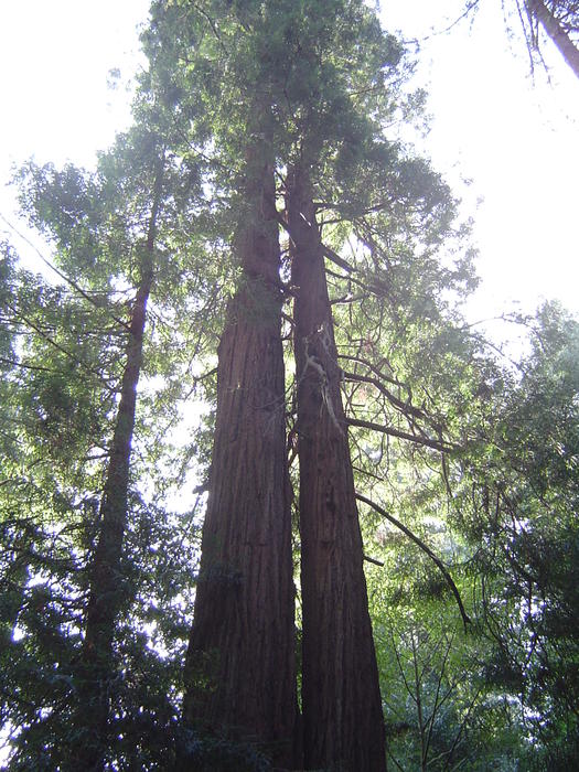 tall redwood tree sequoia forest, california, USA