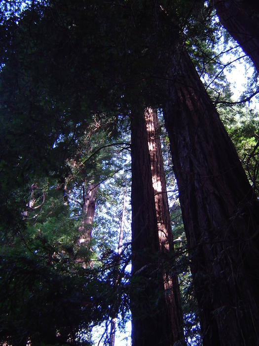 tall redwood tree sequoia forest, california, USA