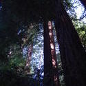 895-sequoia_forest_02020.JPG