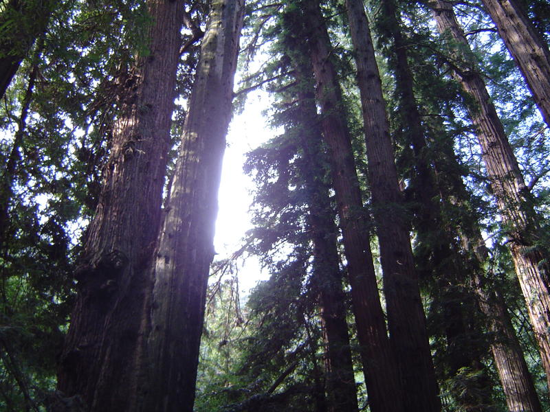 tall redwood tree sequoia forest, california, USA