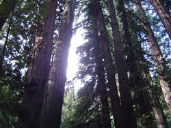 896-sequoia_forest_02022.JPG