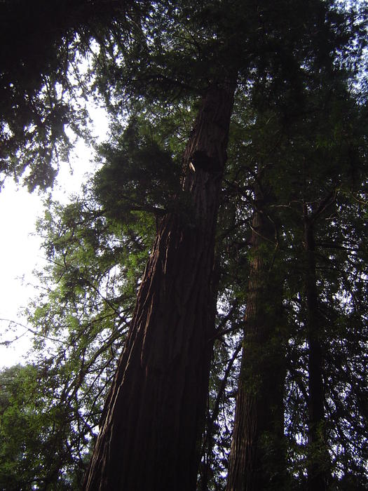 tall redwood tree sequoia forest, california, USA