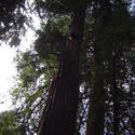 897-sequoia_forest_02023.JPG