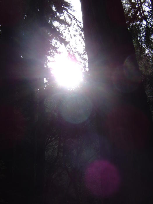 tall redwood tree sequoia forest, california, USA