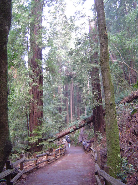 tall redwood tree sequoia forest, california, USA