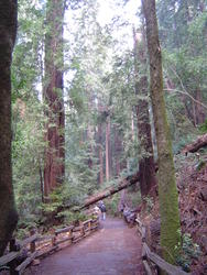 899-sequoia_forest_02026.JPG
