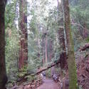 899-sequoia_forest_02026.JPG