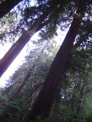 900-sequoia_forest_02027.JPG
