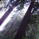 900-sequoia_forest_02027.JPG
