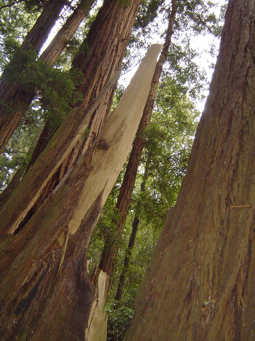 tall redwood tree sequoia forest, california, USA