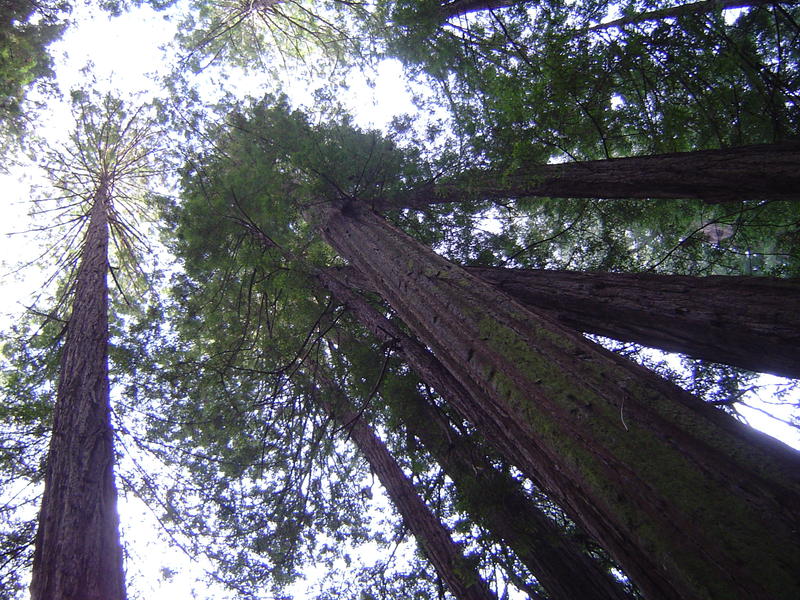 tall redwood tree sequoia forest, california, USA