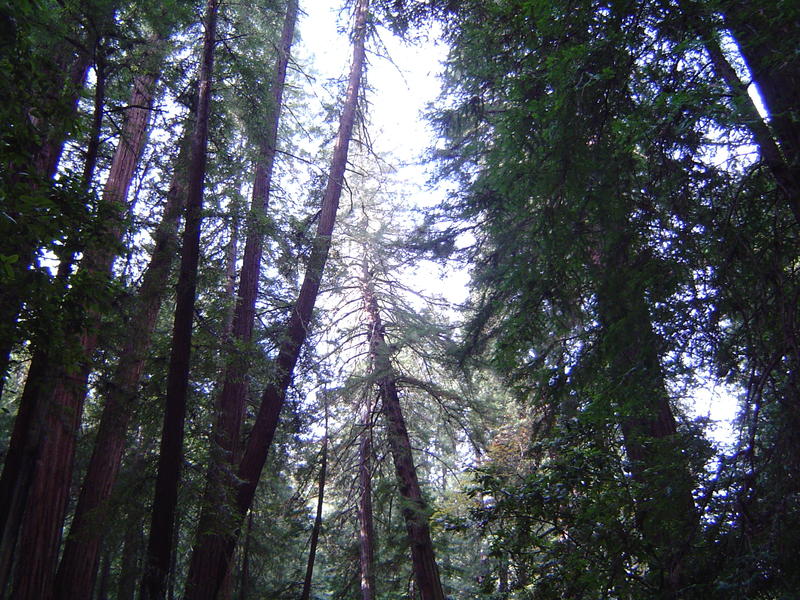 tall redwood tree sequoia forest, california, USA