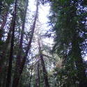 903-sequoia_forest_02040.JPG