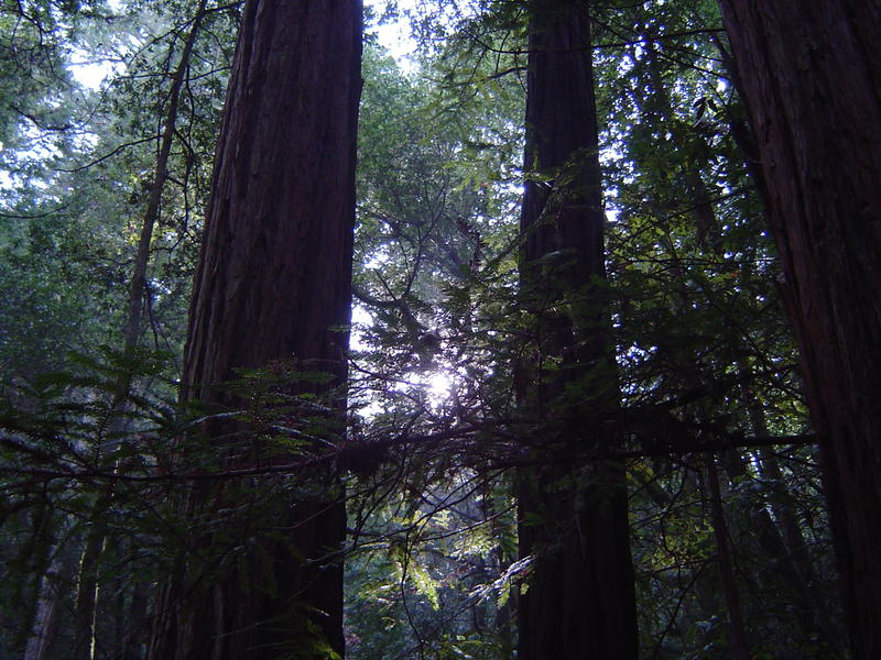 tall redwood tree sequoia forest, california, USA