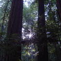 904-sequoia_forest_02042.JPG