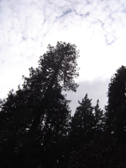 tall redwood tree sequoia forest, california, USA