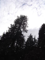 905-sequoia_forest_02043.JPG