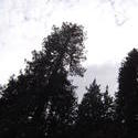 905-sequoia_forest_02043.JPG