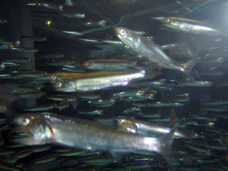 a school of silfer ribon fish underwater