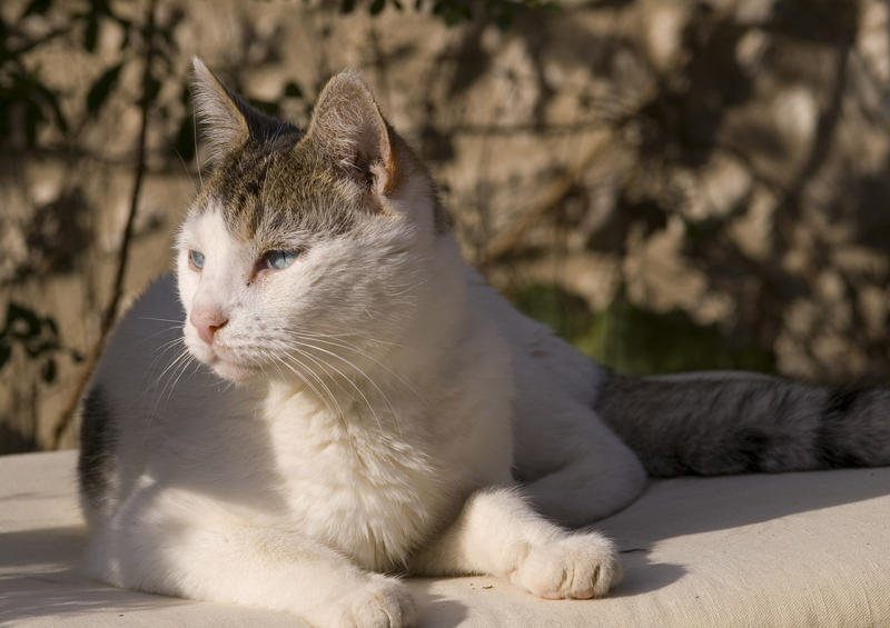 a short haired domestic cat