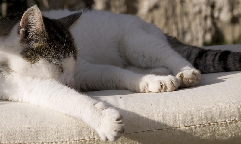 a sleeping short haired domestic cat