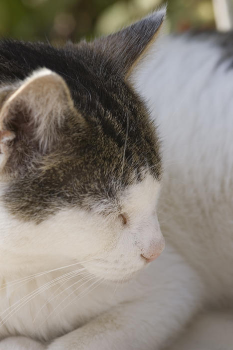 a sleeping short haired domestic cat