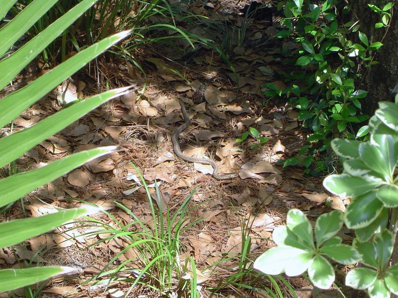 a brown snake in the undergrowth