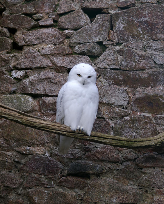 A Snowy Owl (Bubo scandiacus)