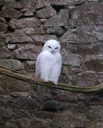 836-snowy owl