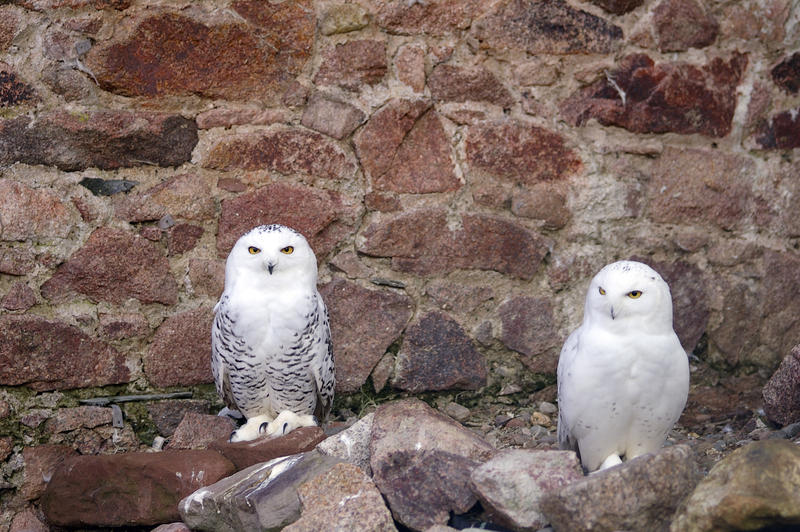 A Snowy Owl (Bubo scandiacus)